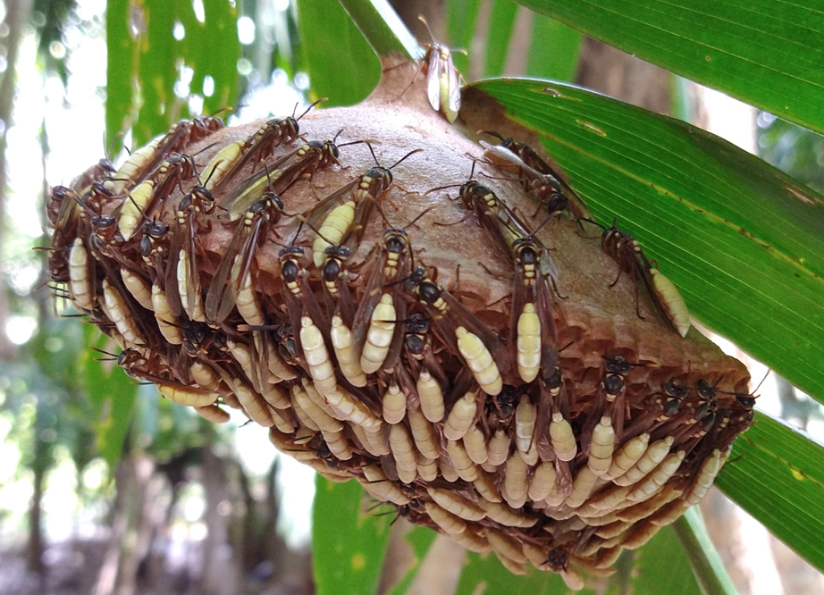 Central American Paper Wasp from Ejido Noh Bec, Q.R., México on May 8 ...