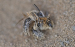 Andrena barbilabris