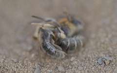 Andrena barbilabris