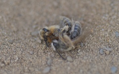 Andrena barbilabris