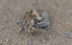 Andrena barbilabris