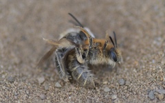 Andrena barbilabris