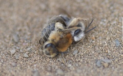 Andrena barbilabris