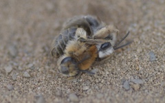 Andrena barbilabris