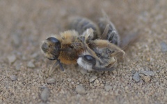 Andrena barbilabris