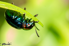 Parheminodes pulcher