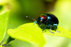 Parheminodes pulcher