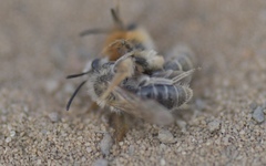 Andrena barbilabris