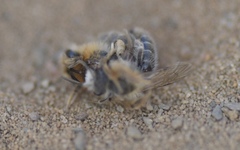 Andrena barbilabris