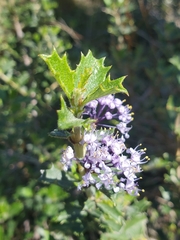 Ceanothus divergens