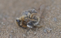 Andrena barbilabris