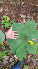 Psacalium peltatum