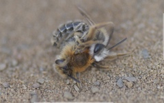Andrena barbilabris