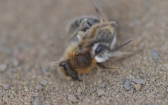 Andrena barbilabris