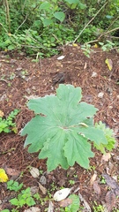 Psacalium peltatum