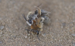 Andrena barbilabris