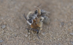 Andrena barbilabris