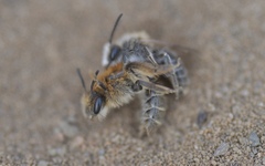 Andrena barbilabris