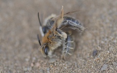 Andrena barbilabris