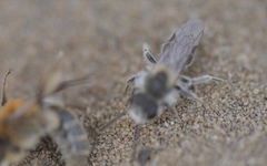 Andrena barbilabris