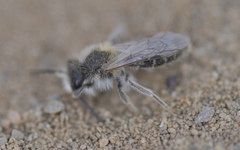 Andrena barbilabris