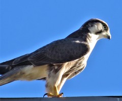 Falco biarmicus biarmicus