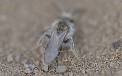 Andrena barbilabris