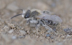 Andrena barbilabris