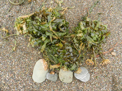 Macrocystis pyrifera