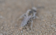 Andrena barbilabris