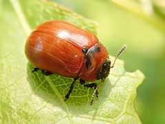 Gonioctena viminalis