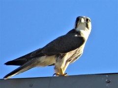 Falco biarmicus biarmicus