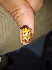 Cyclocephala stictica