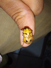 Cyclocephala stictica