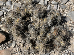 Grusonia vilis