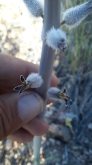 Caulanthus crassicaulis