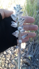 Caulanthus crassicaulis