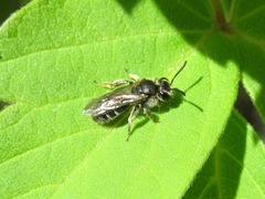 Andrena niveata