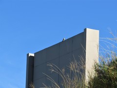 Falco biarmicus biarmicus