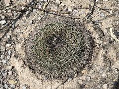 Mammillaria heyderi