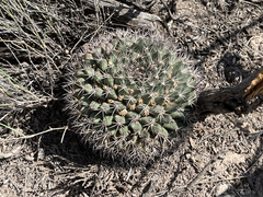 Mammillaria meiacantha