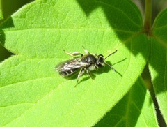 Andrena niveata