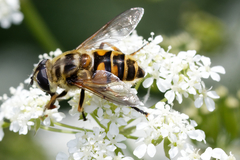 Myathropa florea