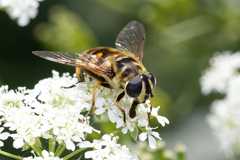 Myathropa florea