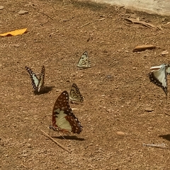 Graphium angolanus baronis
