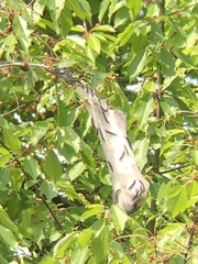 Eriogaster lanestris