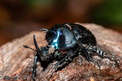 Enoplotrupes sharpi