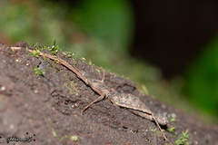 Spinoparapachymorpha