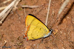 Heliophorus brahma