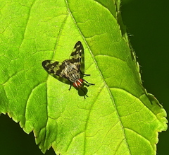 Otites centralis